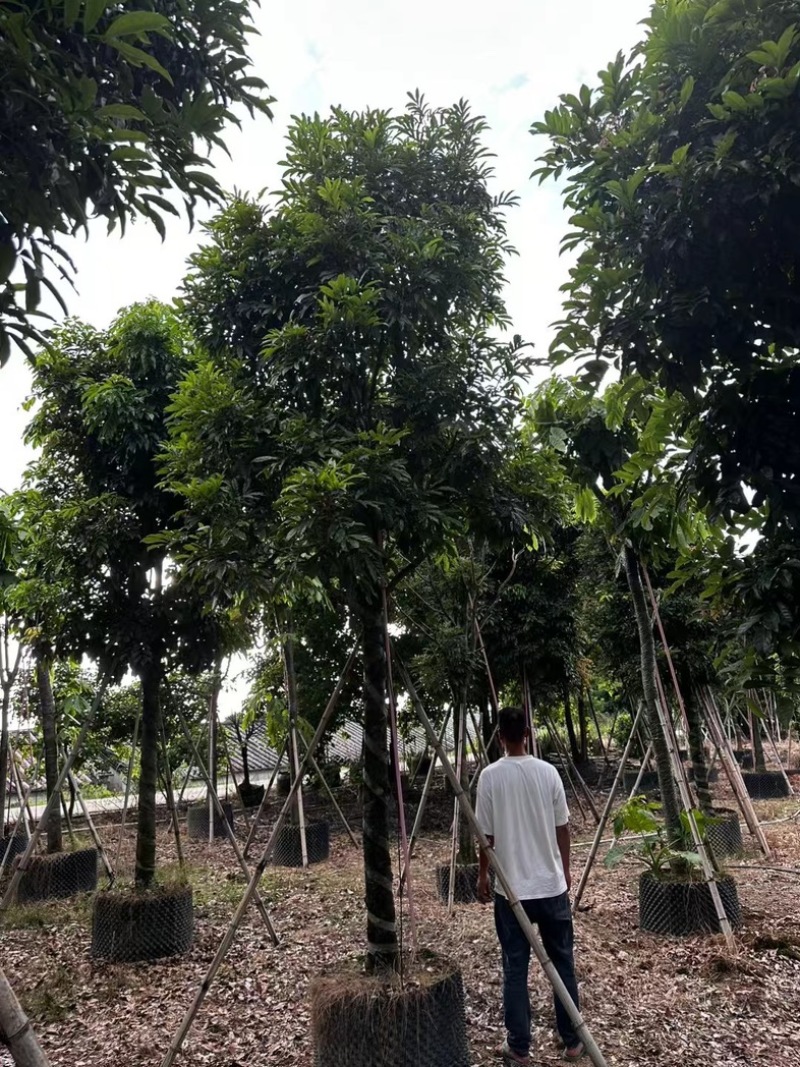 海南红豆树12～20公分基地直发规格齐全质量优质