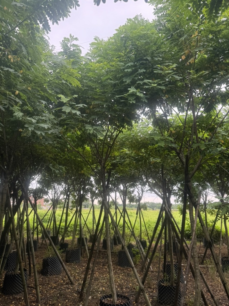 黄花槐5～10公分基地直发规格齐全质量优质