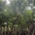 黄花槐5～10公分基地直发规格齐全质量优质