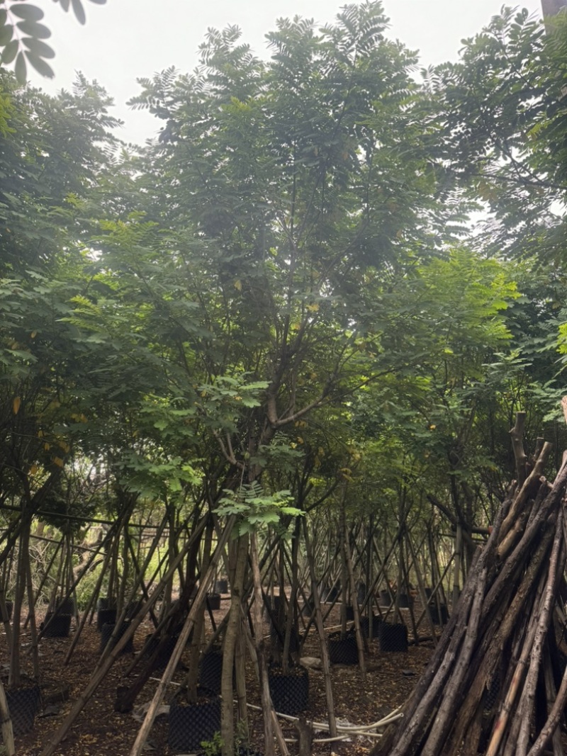 黄花槐5～10公分基地直发规格齐全质量优质