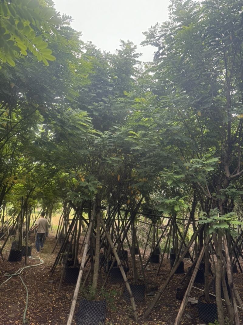黄花槐5～10公分基地直发规格齐全质量优质