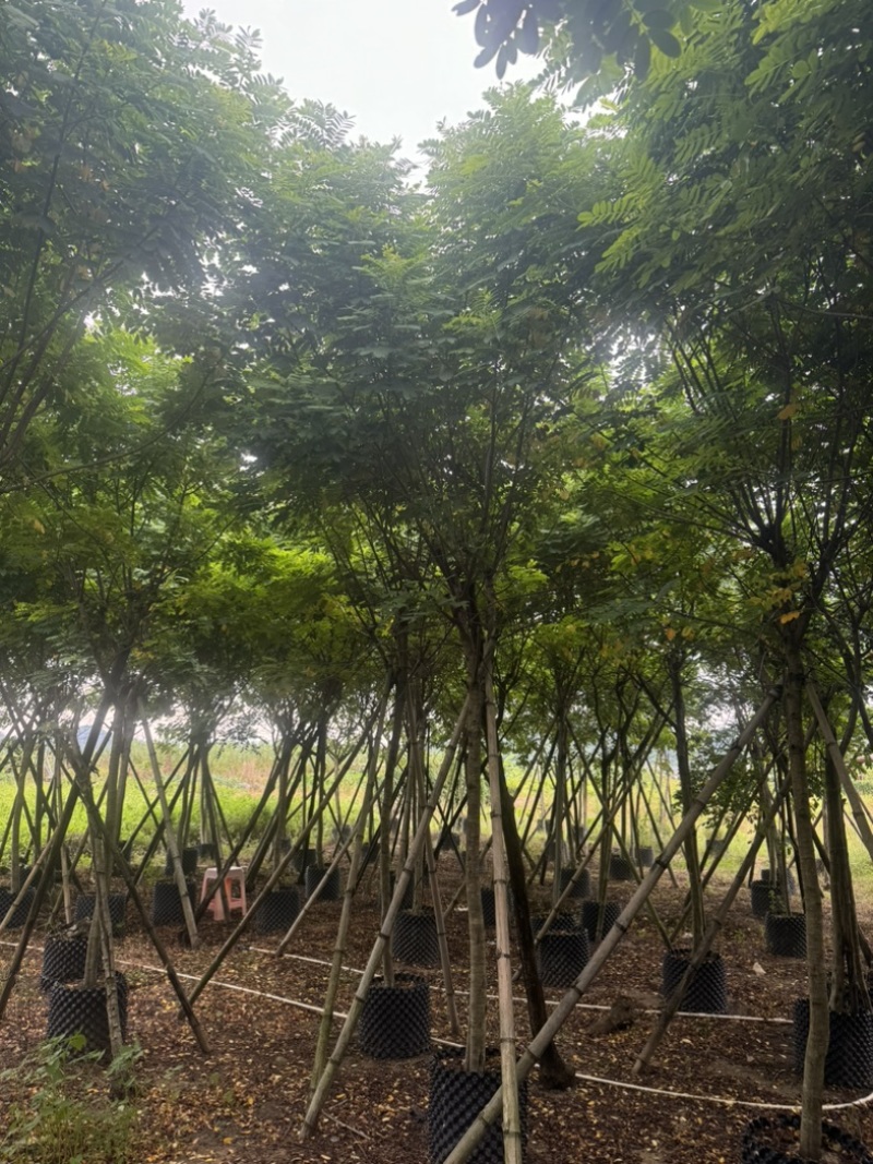 黄花槐5～10公分基地直发规格齐全质量优质