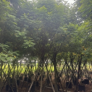 黄花槐5～10公分基地直发规格齐全质量优质
