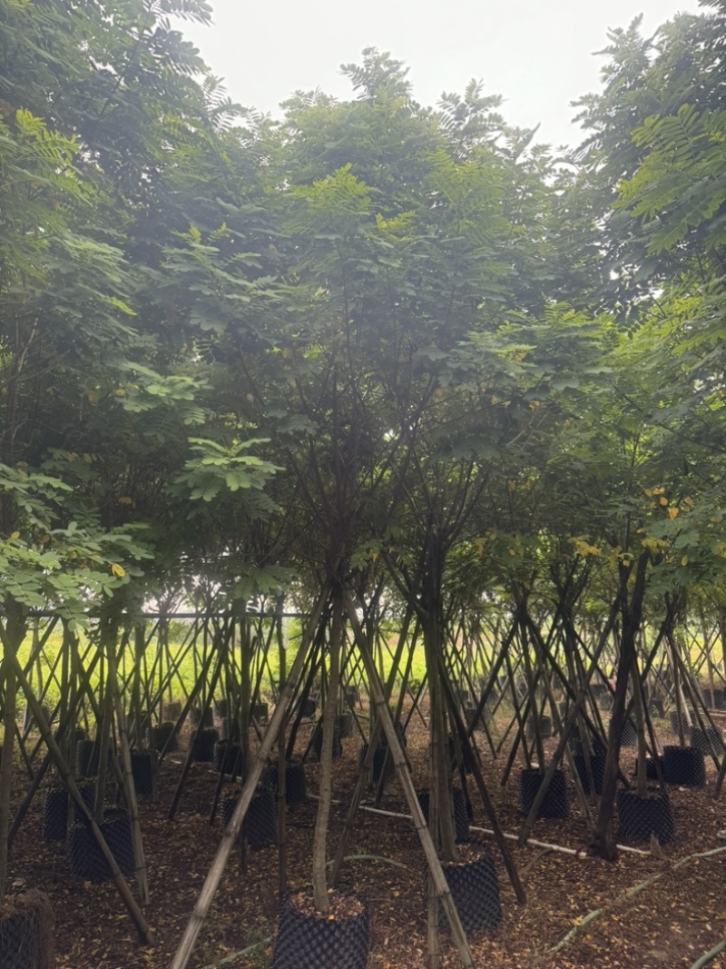 黄花槐5～10公分基地直发规格齐全质量优质