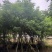 黄花槐5～10公分基地直发规格齐全质量优质