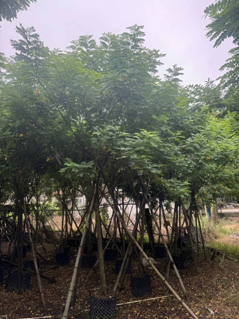 黄花槐5～10公分基地直发规格齐全质量优质