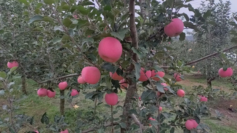 甘肃高海拔红富士苹果
