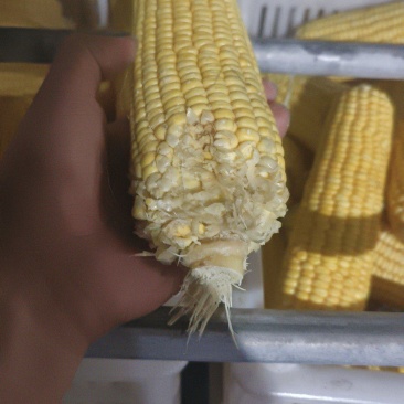 残次品，玉米。有黄色，白色，黑色3种