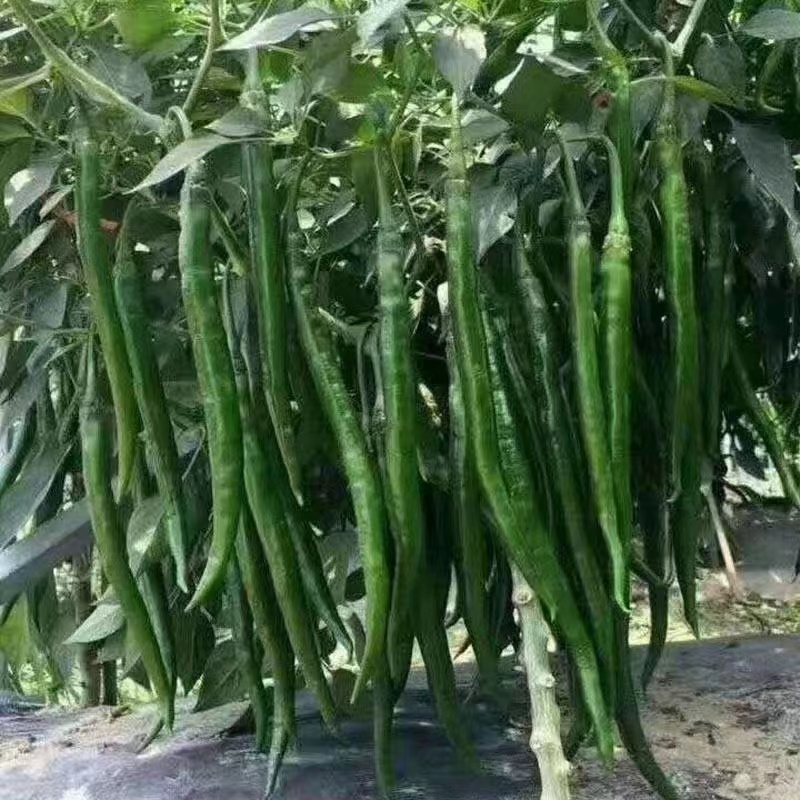 鲜线椒，线椒上市中，品质保证欢迊各地客商前来洽谈订购