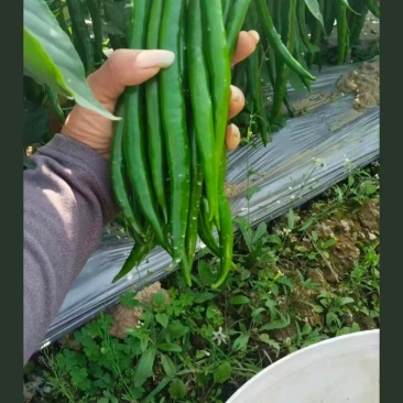 鲜线椒，线椒上市中，品质保证欢迊各地客商前来洽谈订购