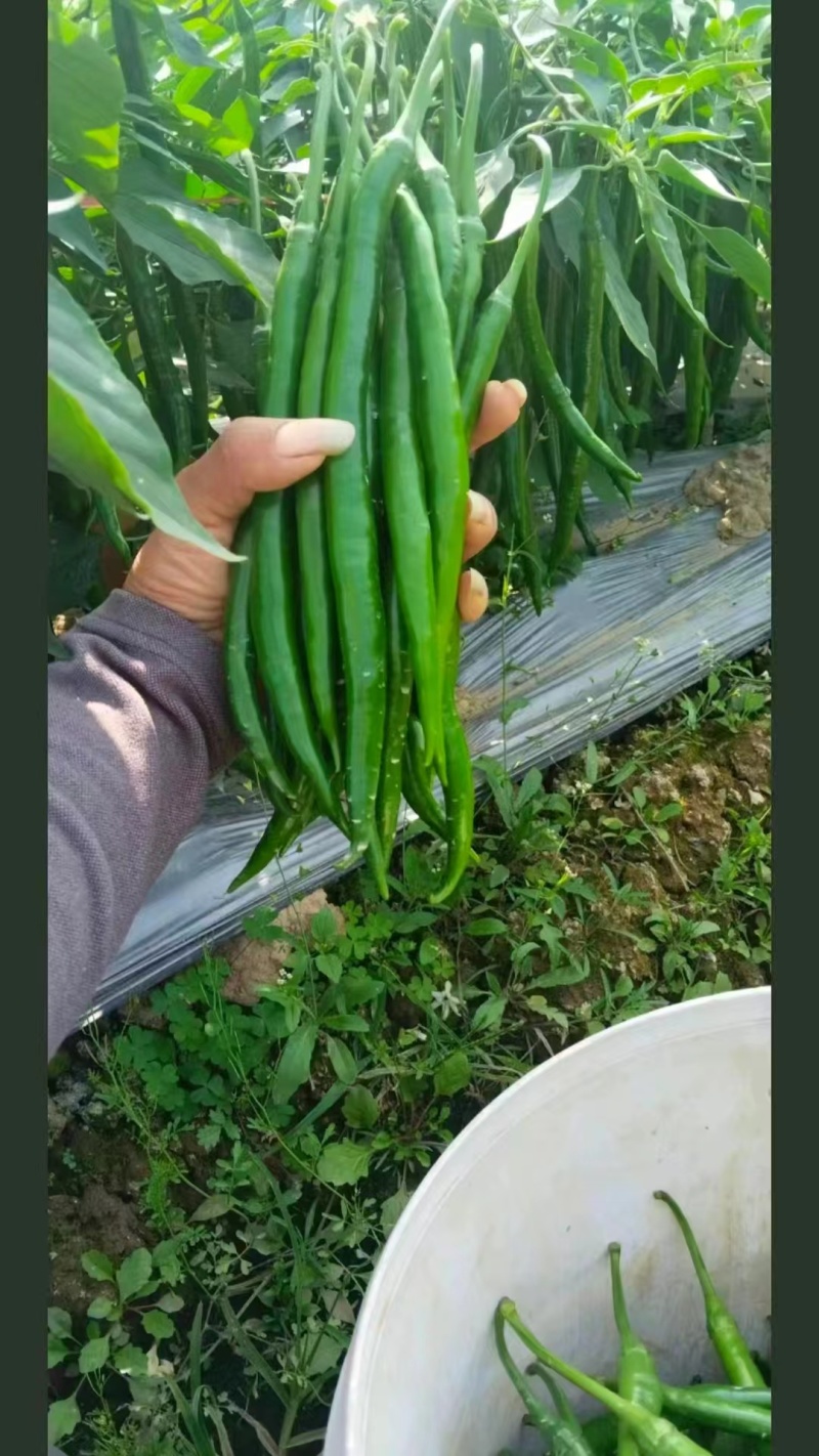 鲜线椒，线椒上市中，品质保证欢迊各地客商前来洽谈订购