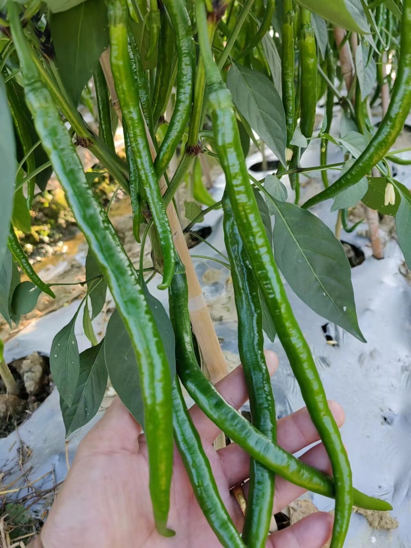 鲜线椒，线椒上市中，品质保证欢迊各地客商前来洽谈订购