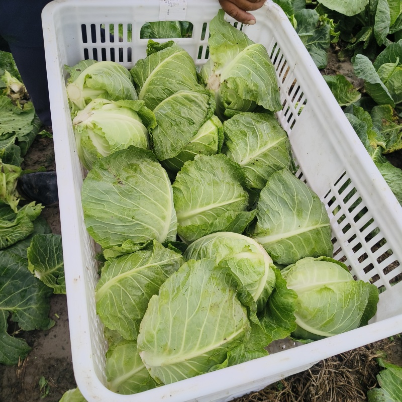甘蓝包菜