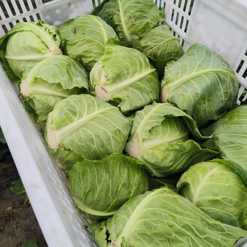 甘蓝包菜