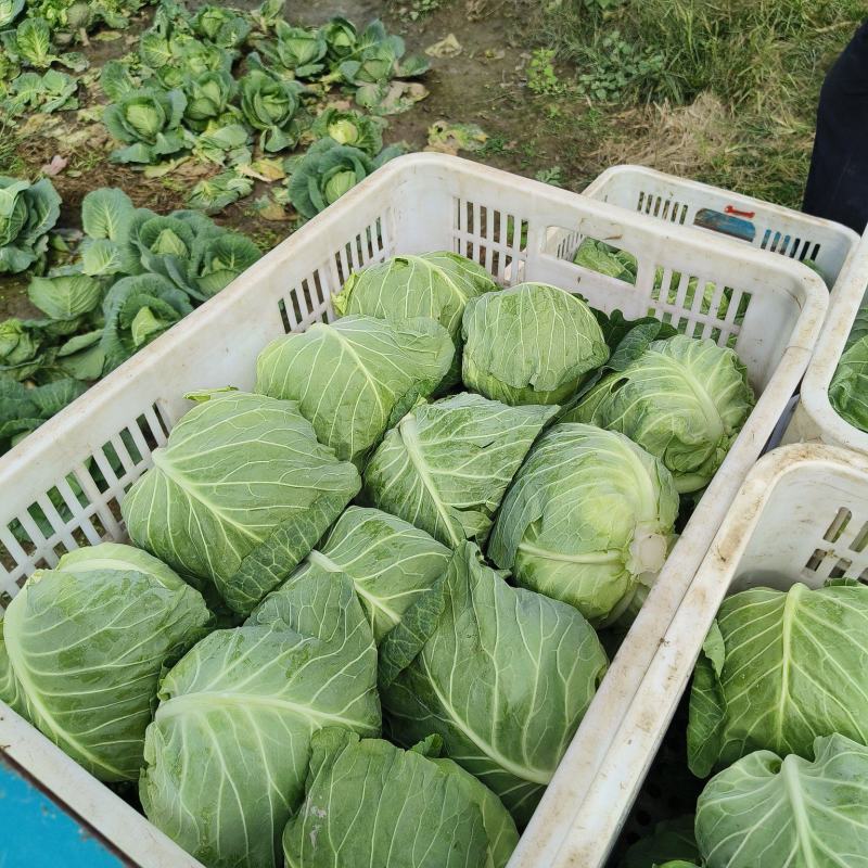 甘蓝包菜