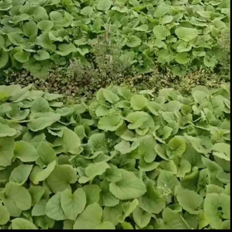 云木香苗