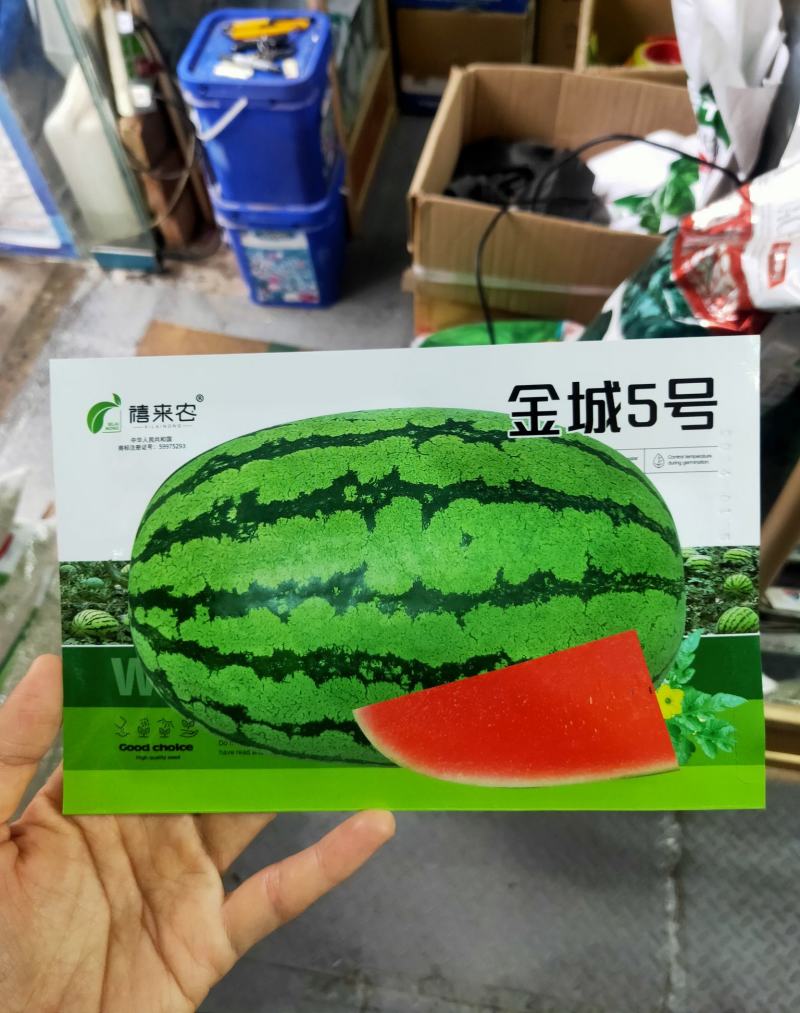 金城5号西瓜种子汁多细腻花皮椭圆形抗压耐运输