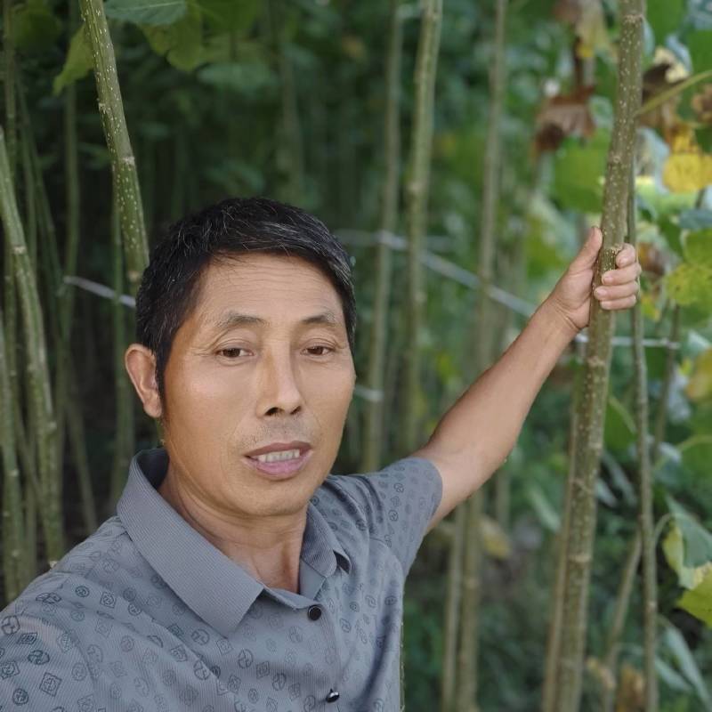 南林3412南林3804无絮速生杨树苗