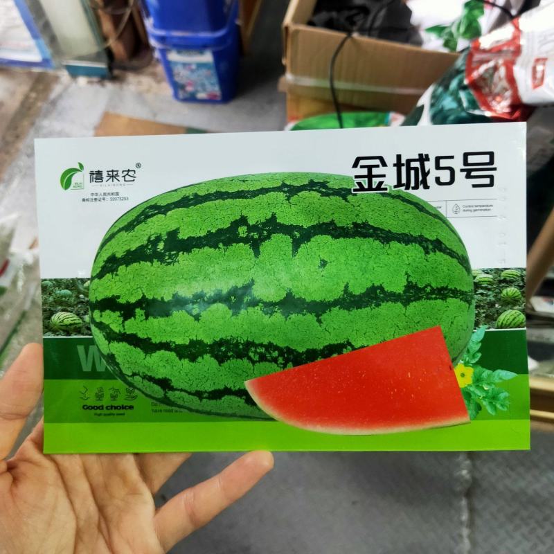 金城5号西瓜种子汁多细腻花皮椭圆形抗压耐运输