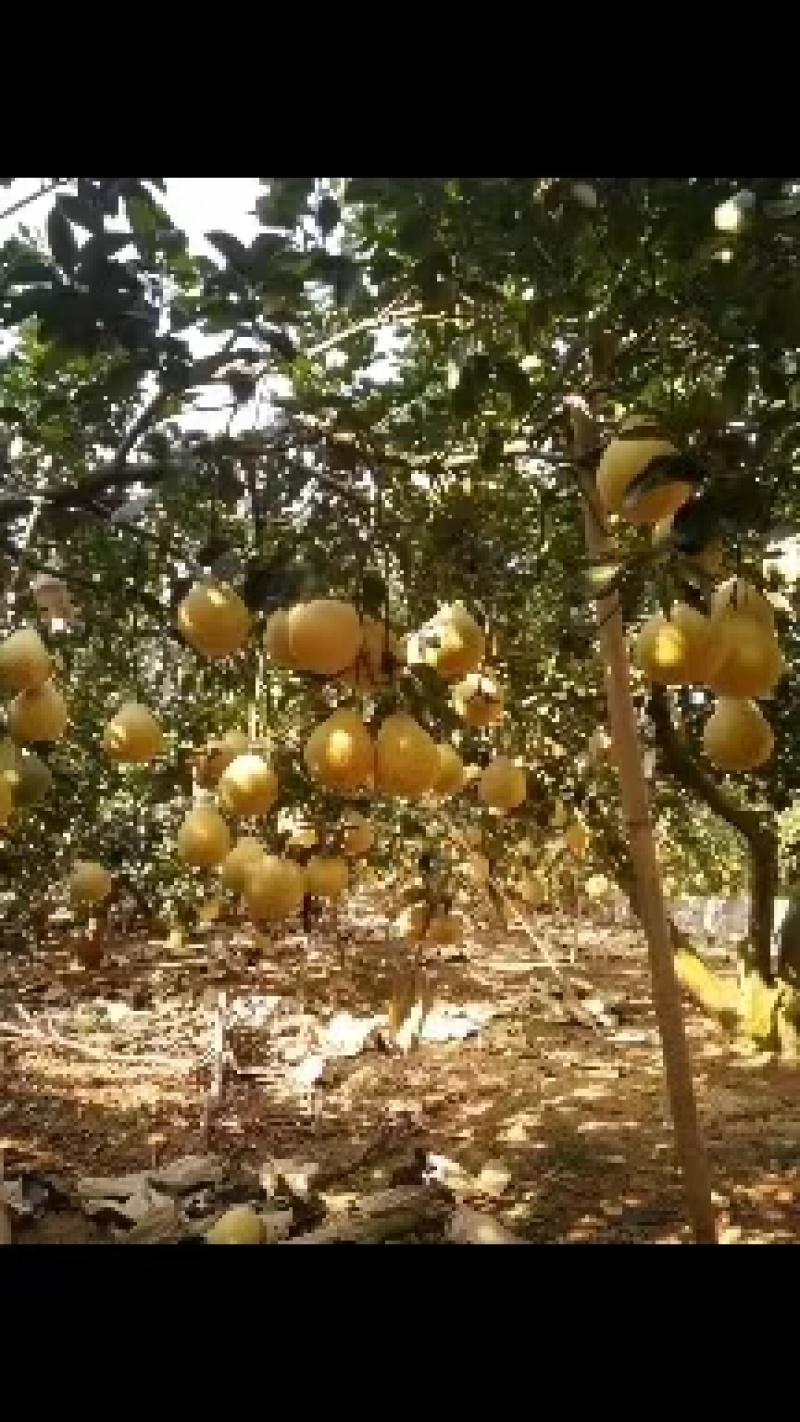 【推荐】广西容县沙田柚现摘现发对接全国量大从优保质保量