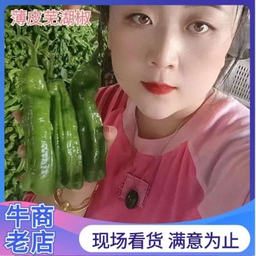 【芜湖椒】电商薄皮芜湖椒苏椒五号砀椒颜色翠绿硬度好接批发