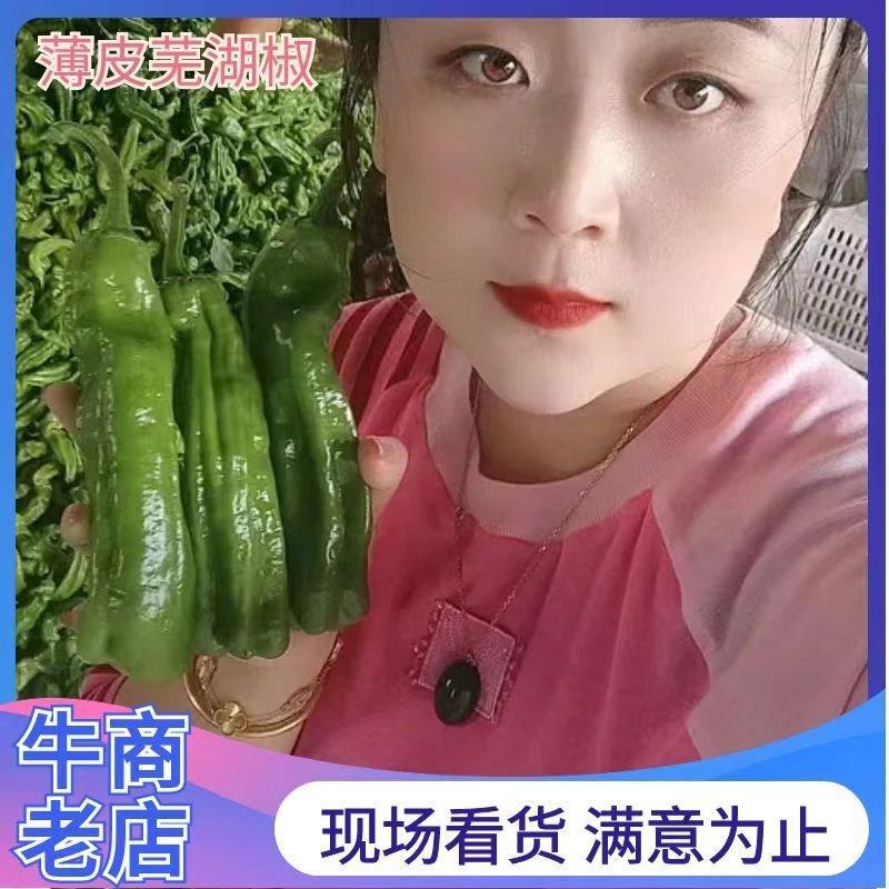 【芜湖椒】电商薄皮芜湖椒苏椒五号砀椒颜色翠绿硬度好接批发