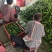 【芜湖椒】电商薄皮芜湖椒苏椒五号砀椒颜色翠绿硬度好接批发