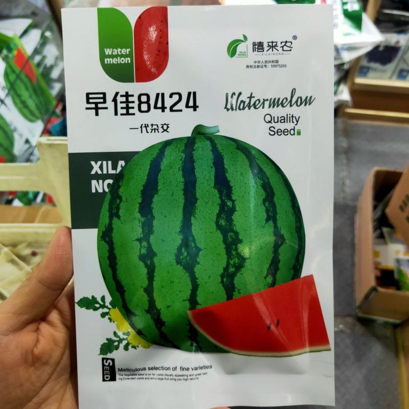 早佳8424西瓜种子早熟肉质细嫩多汁果肉红色抗病性好