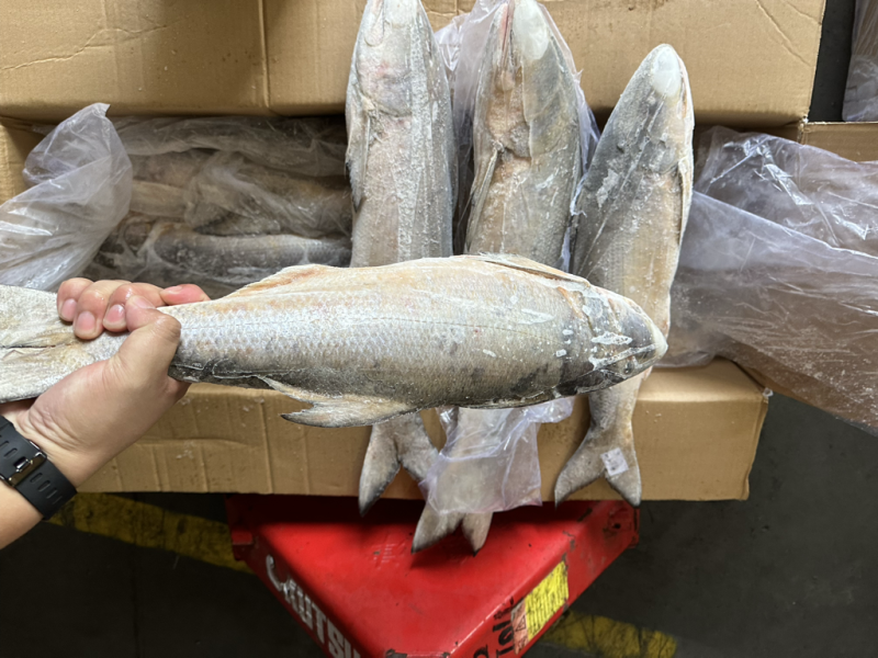 午鱼白午鱼马友鱼500/700/1000/2000