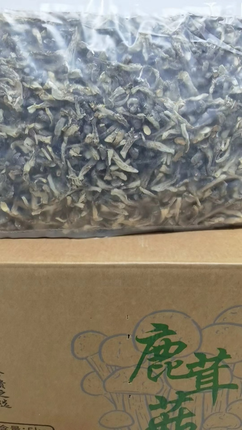 精品鹿茸菇大量上市规格齐全品质保证欢迎来电