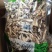 精品鹿茸菇大量上市规格齐全品质保证欢迎来电