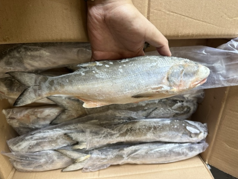 午鱼白午鱼马友鱼500/700/1000/2000