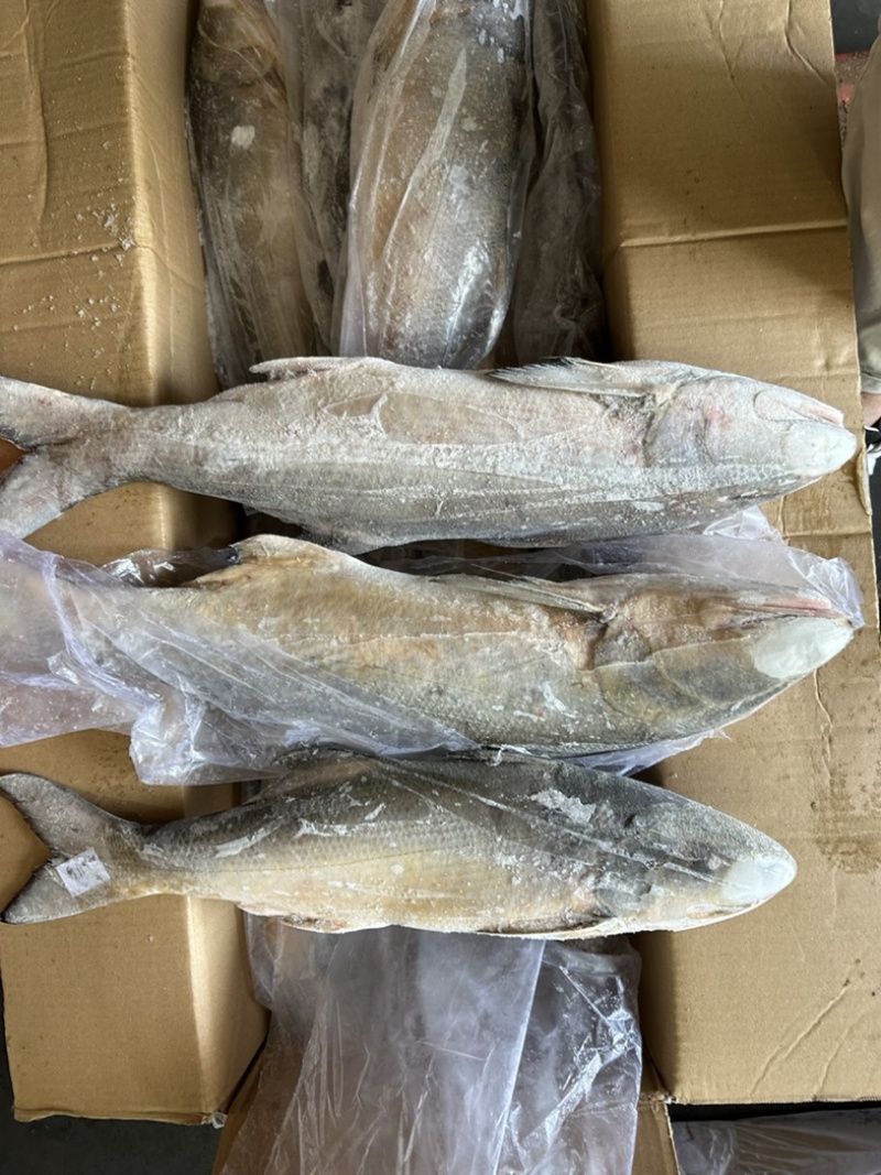 午鱼白午鱼马友鱼500/700/1000/2000