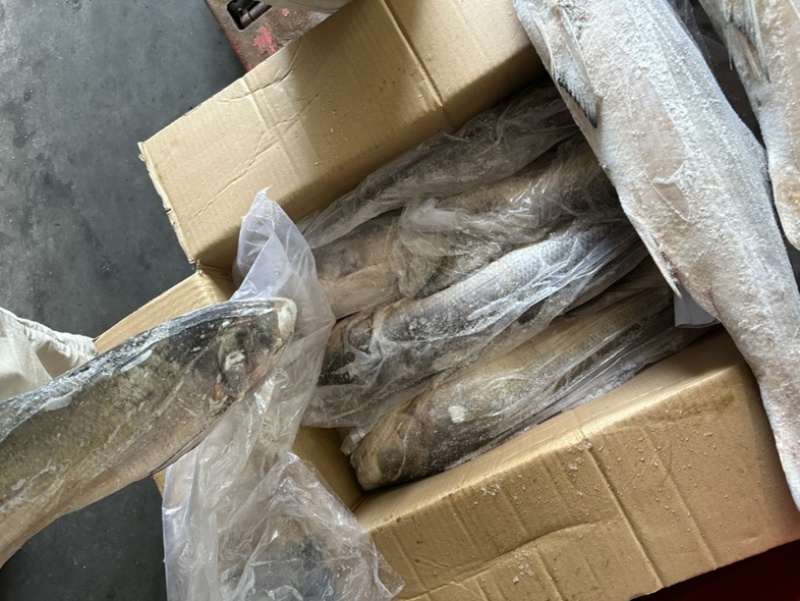 午鱼白午鱼马友鱼500/700/1000/2000