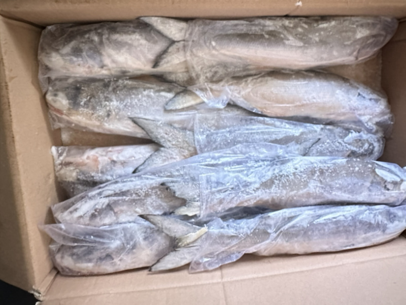 午鱼白午鱼马友鱼500/700/1000/2000