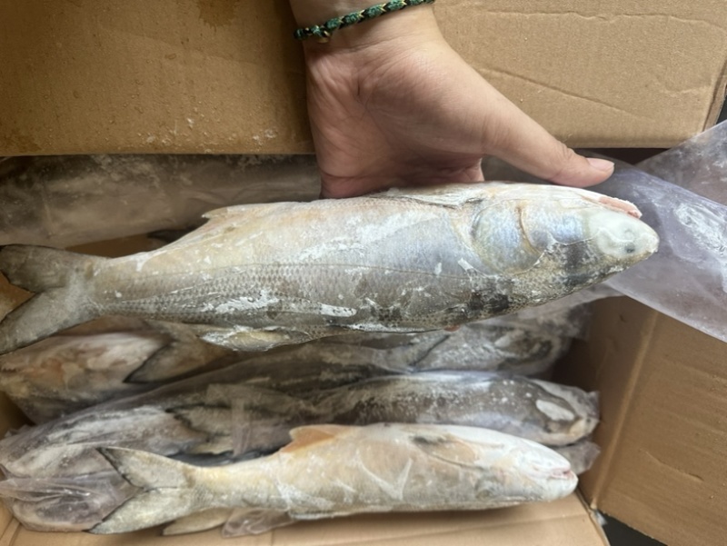 午鱼白午鱼马友鱼500/700/1000/2000
