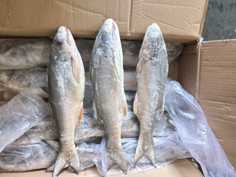 午鱼白午鱼马友鱼500/700/1000/2000