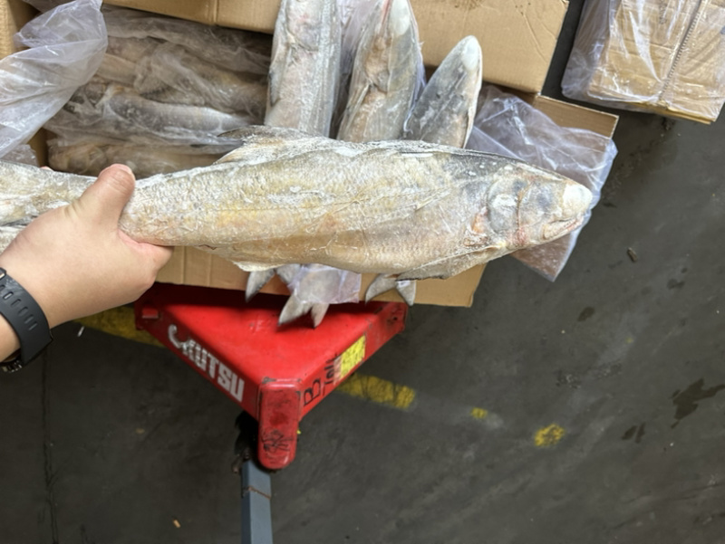 午鱼白午鱼马友鱼500/700/1000/2000