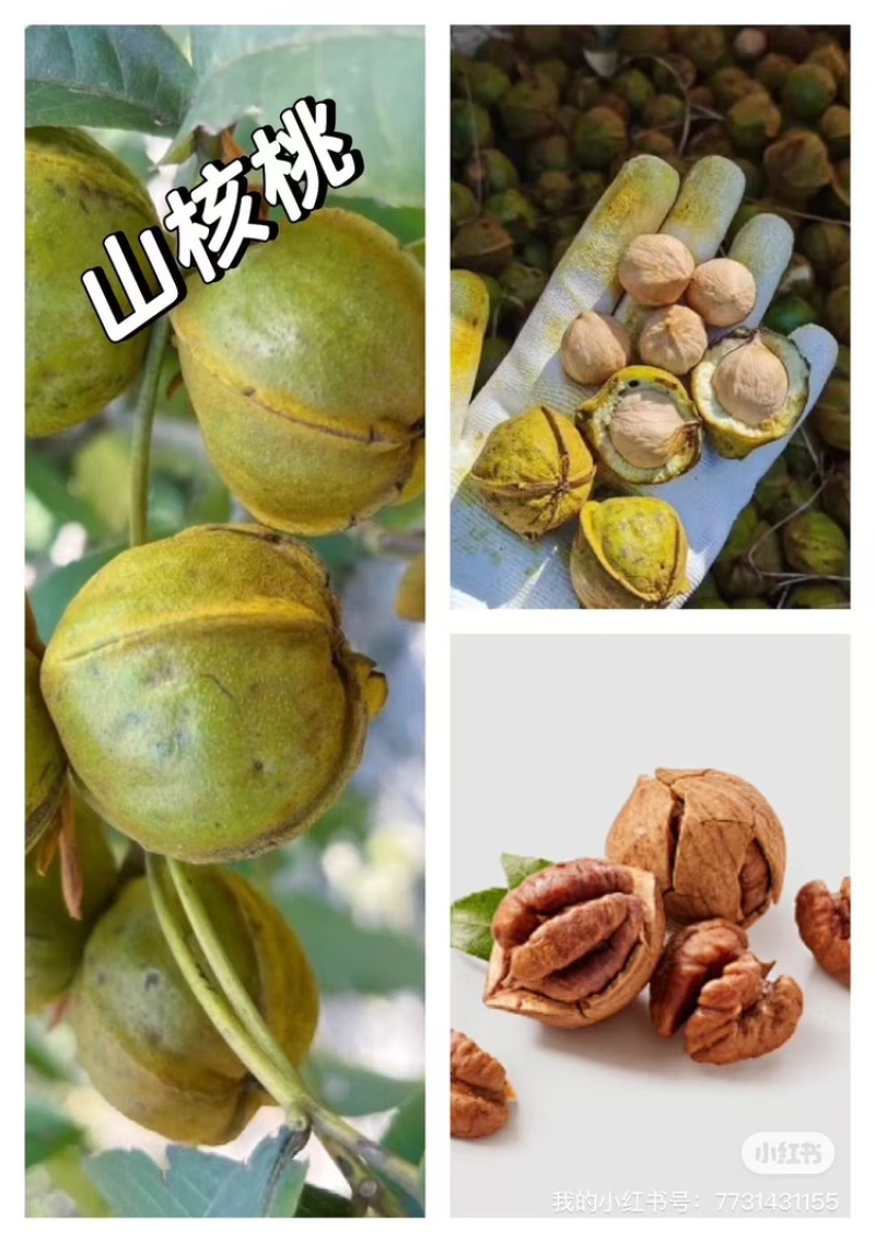临安山核桃