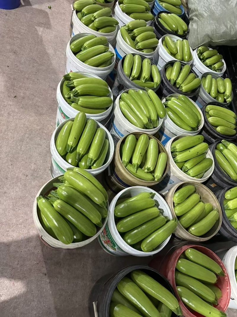【山东】绿皮西葫芦大量上货保质保量诚信经营