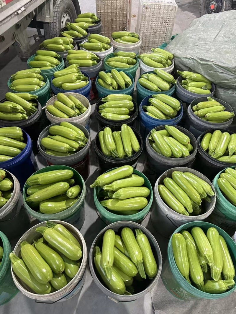【山东】绿皮西葫芦大量上货保质保量诚信经营