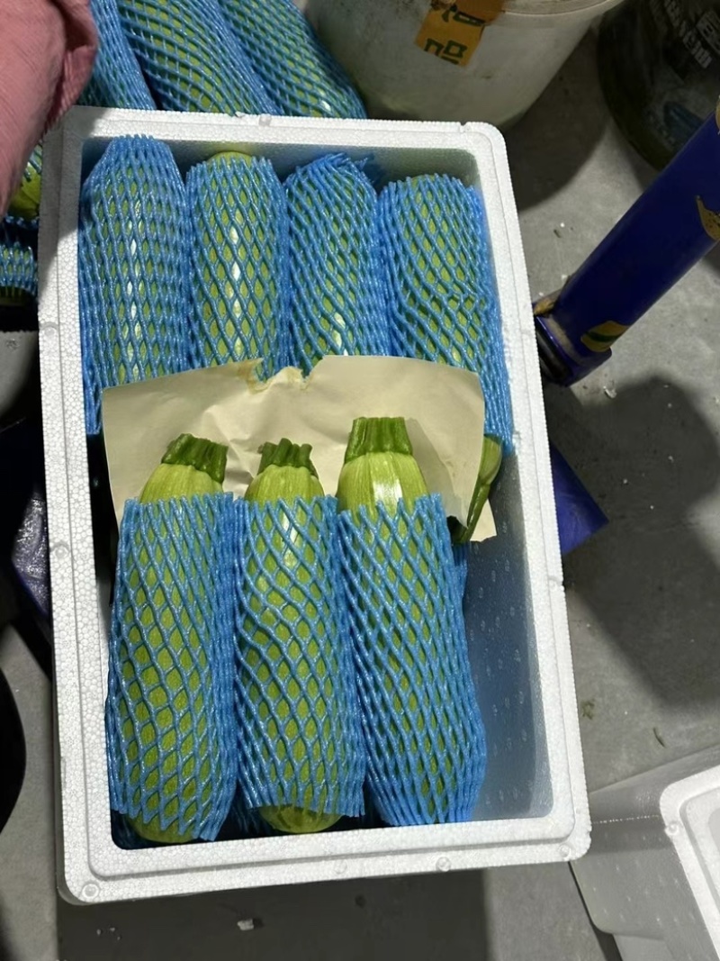 【山东】绿皮西葫芦大量上货保质保量诚信经营
