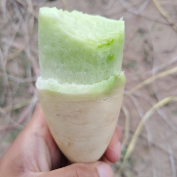 开封通许青萝卜支持各种规格