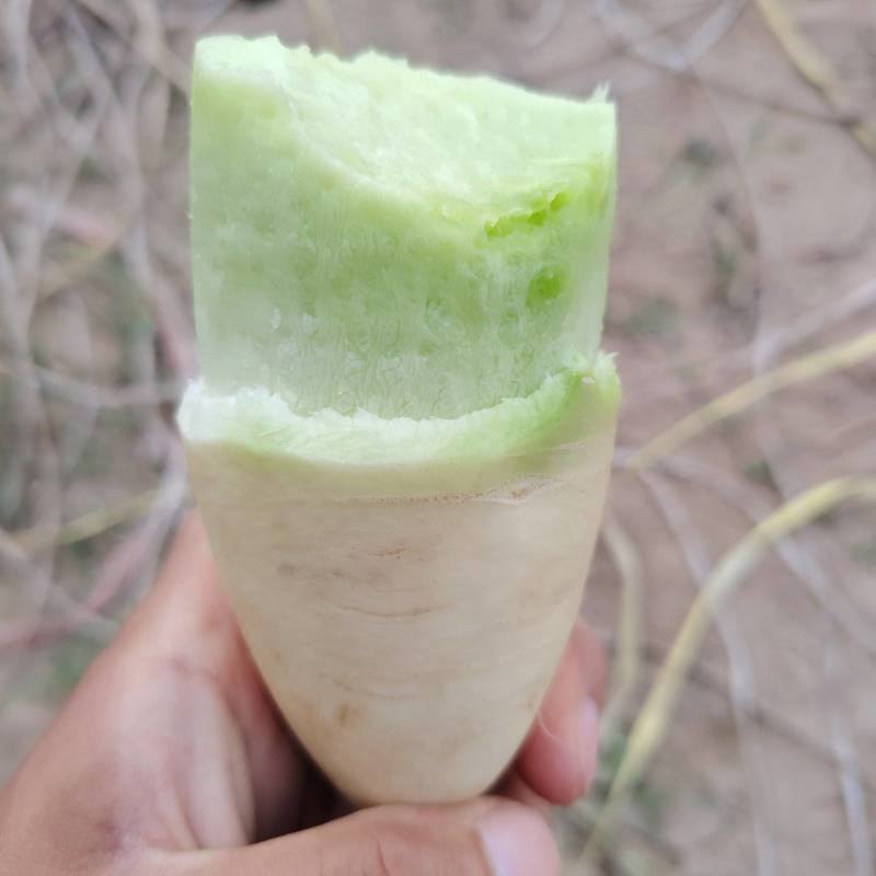 开封通许青萝卜支持各种规格