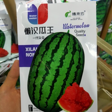 懒汉西瓜种子中熟椭圆形瓜瓤红色质脆多汁口感好耐运输