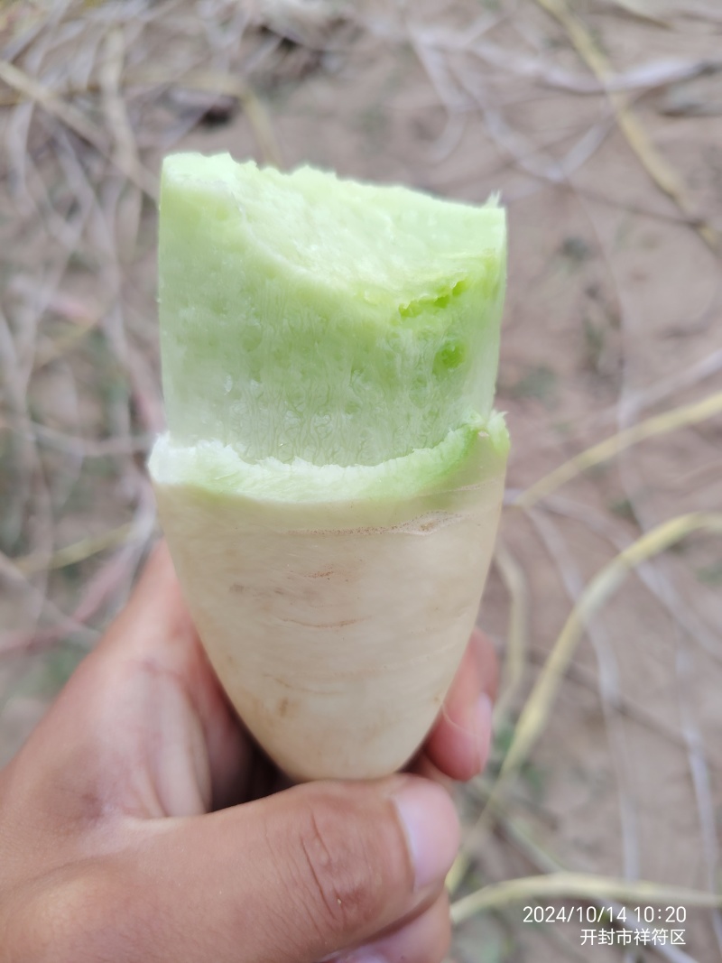开封通许青萝卜支持各种规格