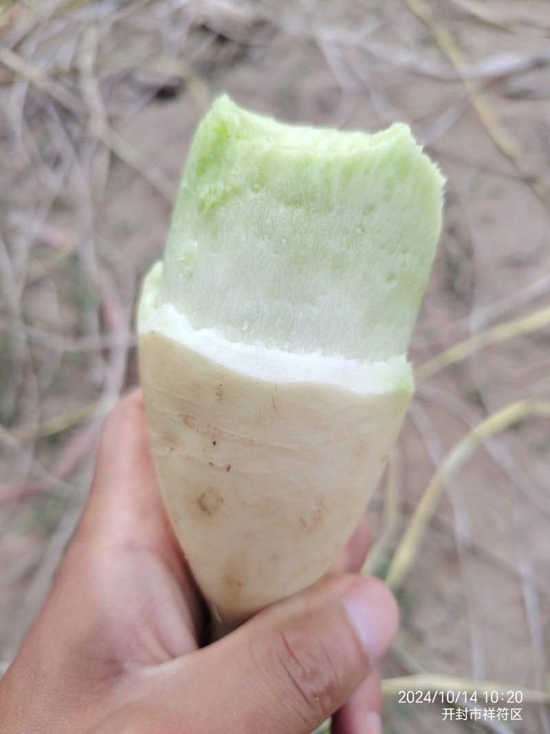 开封通许青萝卜支持各种规格