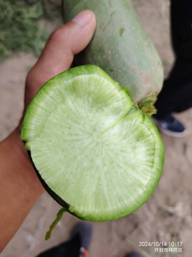 开封通许青萝卜支持各种规格