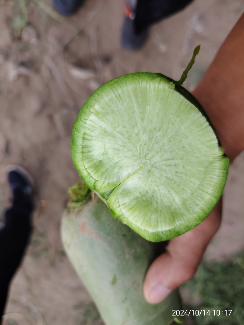 开封通许青萝卜支持各种规格