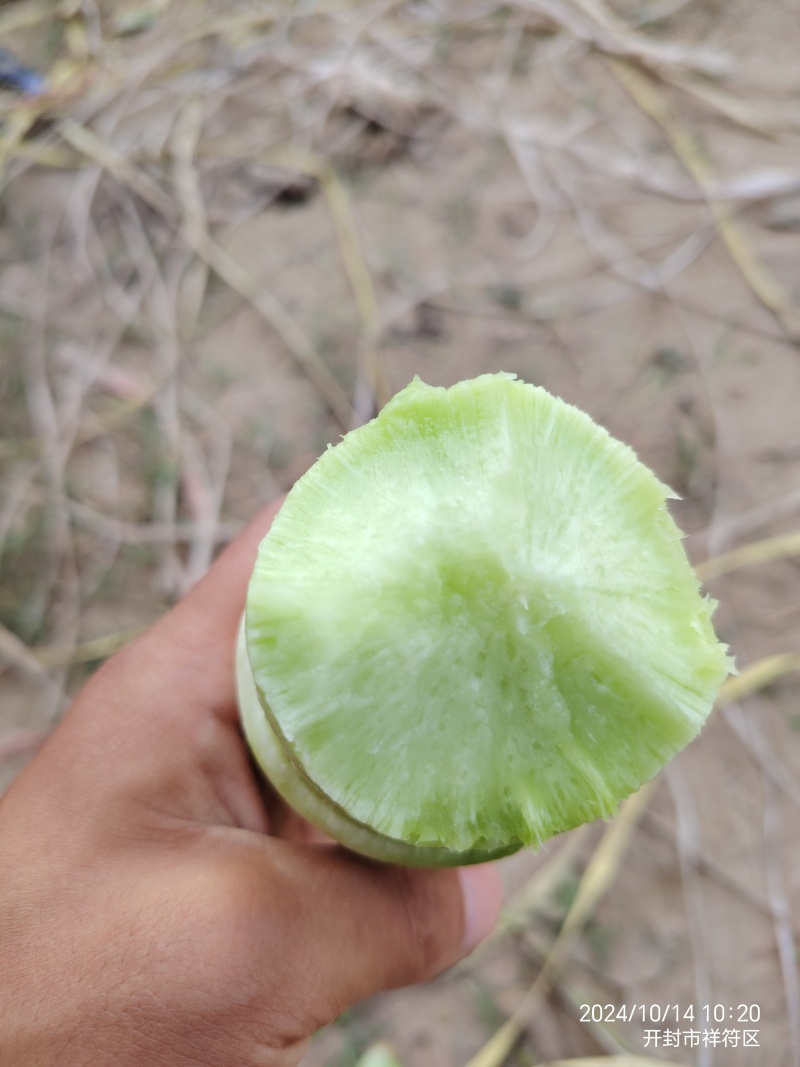 开封通许青萝卜支持各种规格